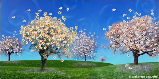 Backdrops: Cherry Blossom 2