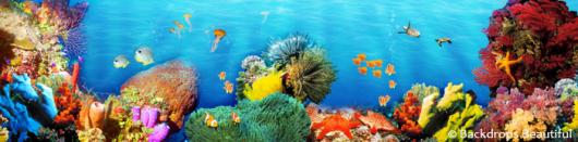 Backdrops: Coral Reef 5