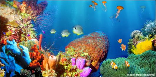 Backdrops: Coral Reef 1