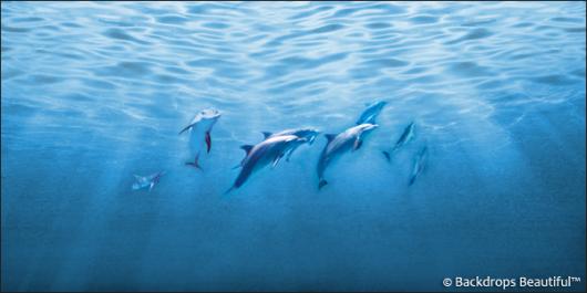 Backdrops: Dolphins