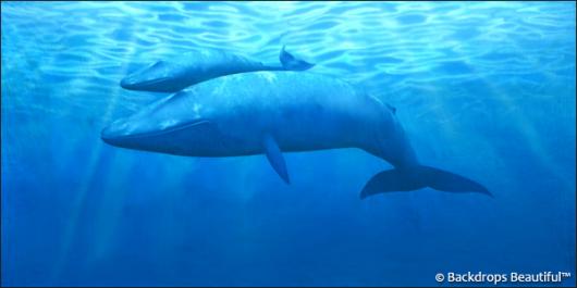 Backdrops: Whale
