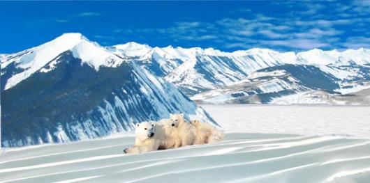Backdrops: Polar Bears
