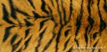 Skin Tiger 3