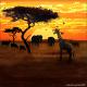 African Savannah 1