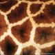 Skin Giraffe 3