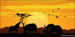 African Elephant Sunset 2