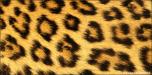 Skin Leopard 2
