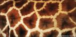 Skin Giraffe 2