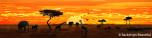 African Savannah 3
