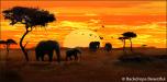 African Elephant Sunset 1