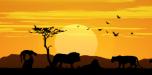 African Lion Sunset