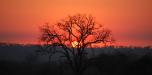 Tree Sunset
