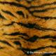 Skin Tiger 1