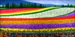 Flower Fields 1