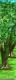 Forest Leg 1A