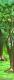 Forest Leg 2B
