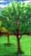 Tree Leg 12B