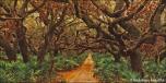 Dark Forest 5