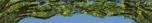 Forest Valance 1