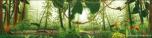 Forest 2B Lizards