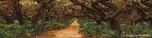 Dark Forest 4
