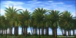 Palm Trees