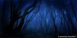 Dark Forest 6 Twilight