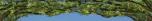 Forest Valance 2