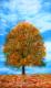 Tree 1C Autumn