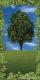 Tree 2B Summer