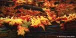 Fall Leaves 2