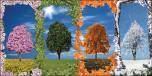 Trees Seasons Panel 3