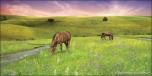 Meadow 2