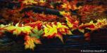 Fall Leaves 1
