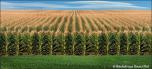 Field of Dreams 2A