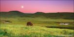 Meadow 1