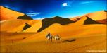 Desert Camel 1