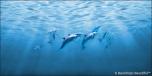 Dolphins