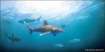 Sharks
