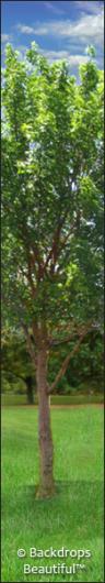 Backdrops: Tree Leg 4A