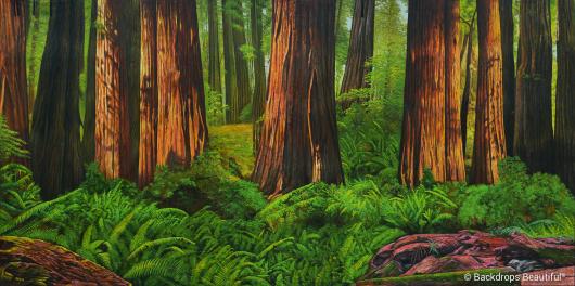 Backdrops: Forest 11 Redwoods