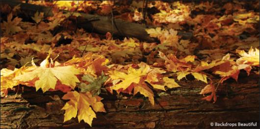 Backdrops: Fall Leaves 2