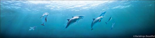 Backdrops: Dolphins 2