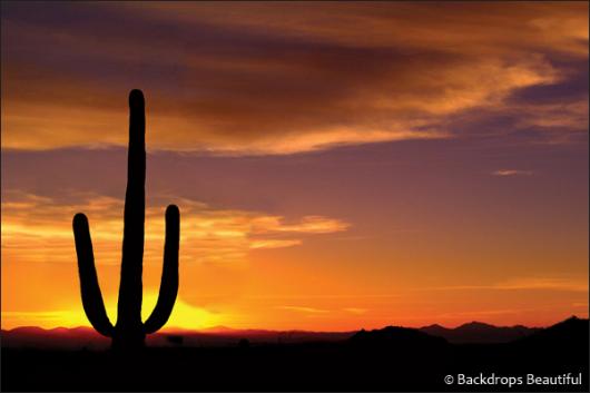 Backdrops: Desert Sunset 2 cactus