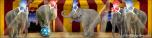 Circus 9 Elephant