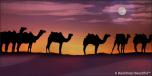 Camel Silhouette 1