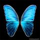 Wings 1