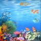 Coral Reef D