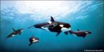 Orcas