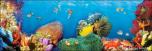 Coral Reef 8A